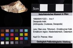 Foto (Objket + Etiketten) von Decapoda indet. 